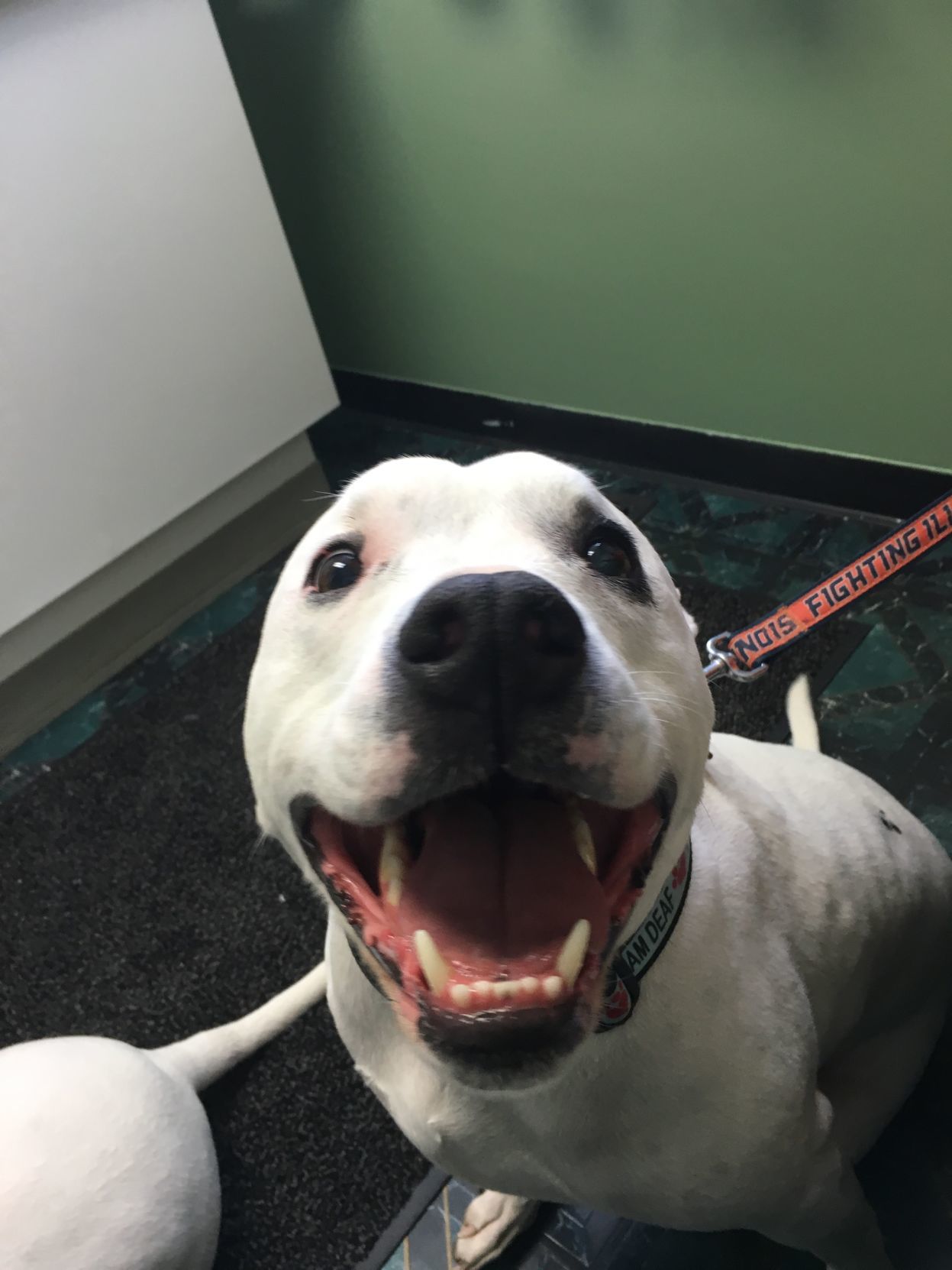 Gus